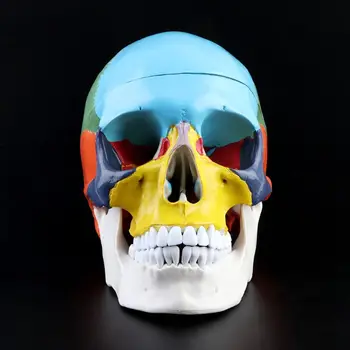 1:1 Mērogā, Krāsains Cilvēka Galvaskausa Skelets Pieaugušo Galvas Modelis ar Smadzeņu Stumbra Anatomija Medicīnas Mācību Līdzeklis Piegāde