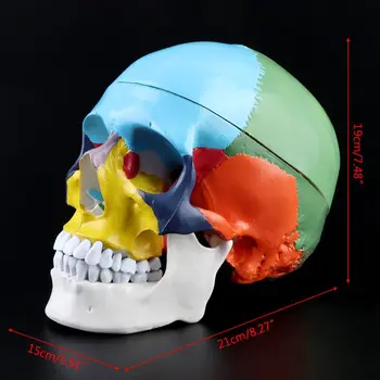 1:1 Mērogā, Krāsains Cilvēka Galvaskausa Skelets Pieaugušo Galvas Modelis ar Smadzeņu Stumbra Anatomija Medicīnas Mācību Līdzeklis Piegāde