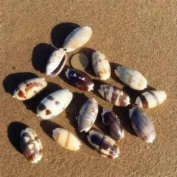 10pcs 3-4cm dabas jūras čaumalas pludmale, shell parauga zivju tvertnes zvejas tīklu jūras mājas dekori Kāzu Dekori Amatniecības