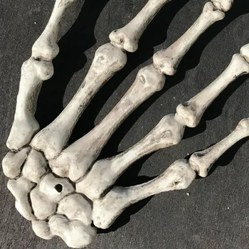2 gab Galvaskausa Skelets Rokas Kaulu Halloween Dekorēšanai Cilvēka Anatomijas kaulu Skeleta Modelis, Medicīnas Mācīties Atbalsta Anatomija mākslas skice