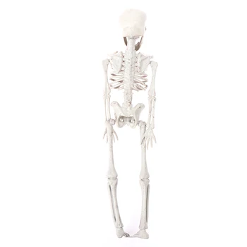 40cm Halloween Grūts Aksesuārus Šausmu Skelets Skelets Skatuves Dekorēšana Aksesuāri