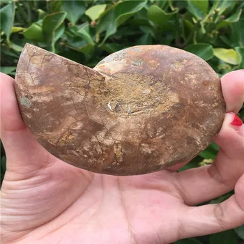 64g madagaskara fosilijas gaismu atstarojoša ammonite dabīgo akmeņu un minerālu paraugu