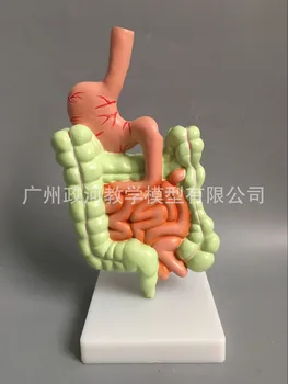 Cilvēka Gremošanas Sistēmas Modelis Kuņģa Anatomija Resnās Zarnas Cecum Divpadsmitpirkstu Zarnas Taisnās Zarnas Cilvēka Iekšējo Orgānu Struktūra Bioloģijas Modelis