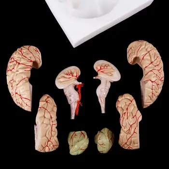 Izjauktas Anatomisko Cilvēka Galvas Smadzeņu Modelis, Anatomijas Mācību Līdzeklis