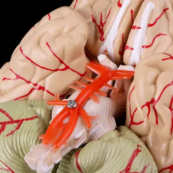 Izjauktas Anatomisko Cilvēka Galvas Smadzeņu Modelis, Anatomijas Mācību Līdzeklis