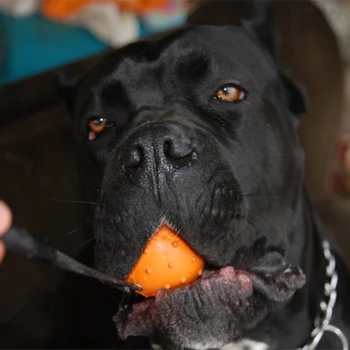 Suns Bumbiņas Launcher, Suņu Apmācību Bumbu uz Virves, veikšanu un Atlīdzību Rotaļlietas Suņiem pupppies